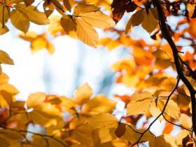 索亚伦:戈壁墟里